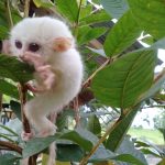 Warga Minahasa Temukan Seekor Anak Tarsius Bewarna Unik