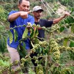 Dorong Pengembangan Kopi Kurrak,  Abd. Majid Ajak Petani Kembangkan Bibit Dari Benih Berkualitas
