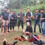 Polisi Gerebek Judi Sabung Ayam di Mamasa, Satu Orang di Amakan