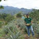 Prospek Pengembangan Agrowisata Nanas di Kampung Sumua’