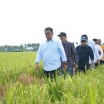 Enam Kabupaten Bakal Terima Combine Harvester, Akmal: di Mamuju Akan Ditempatkan di Desa Bonde