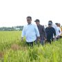 Enam Kabupaten Bakal Terima Combine Harvester, Akmal: di Mamuju Akan Ditempatkan di Desa Bonde