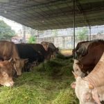 Sapi Kurban Bantuan Jokowi di Sulbar Akan Dibagikan di Mamasa