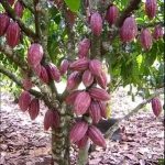 Pj Gubernur Sulbar: Mari Kembalikan Kejayaan Kakao di Sulbar