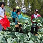 Pj Bupati Mamasa : Kita Jadikan Nosu Pusat Hortikultura