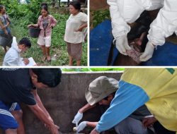 Tim Medik TPHP Sulbar Investigasi Kematian Ternak Babi di Desa Boda-Boda