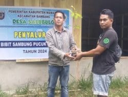 Harga Kakao “Terbang” Pemdes Salubulo Bagikan Bibit Kepada Warganya