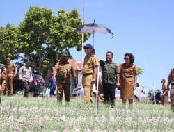 Dorong Peningkatan Produksi, PLH Gubernur Sulbar Tinjau Perkebunan Bawang di Majene