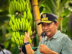 Dorong Pengembangan Pisang Cavendish, Pj Gubernur Sulbar Ajak Sejumlah OPD Liat Pembibitan ke Bone