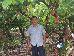 Dapat Cuan Rp200 Juta Sekali Panen, Petani Kakao di Bonehau : Ini Berkat 30 Tahun Kami Tekuni Kakao
