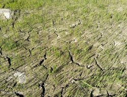 Dilanda Kekeringan, Beberapa Hektare Sawah di Mamasa Terancam Gagal Panen, Pj Bupati  Mamasa Turun Tangan