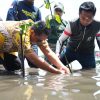 Semua Pihak Terlibat Sepekan Menanam Mangrove, PJ Bahtiar, Terima Kasih dan Ini Perlu Berkelanjutan