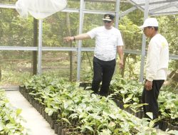 Dorong Pengembangan Aren di Sulbar, Pj Gubernur Beli 3000 Bibit Aren di Polman