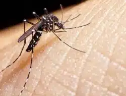 Kasus KLB DBD Kecamtan Tubbi, Pemprov Sulbar Turunkan Tim