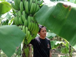 Program Cavendish Pj Bahtiar Berhasil, Petani Sulbar Akan Panen, Raup 1 Miliar