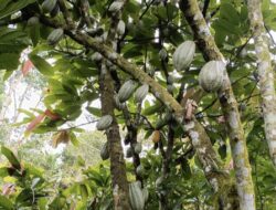 Terget Produksi Kakao 2025 Tembus 45 Ton, Pemdes Salubulo Bertekat Jadi Desa Penghasil Kakao Sulbar