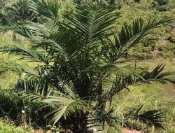 Dinilai Lebih Menjanjikan, Petani di Lakahang Kabupaten Mamasa Banyak Beralih Tanam Sawit