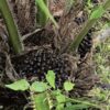 Masa Depan Sawit Kian Cerah, Pemdes Burana Dorong Warganya Berkebun Sawit