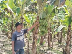 Program Pisang Cavendish Pj Bahtiar Dikeluhkan Warga Bonehau, Janji Bantuan Modal Tak Terwujud Hingga Petani Merugi