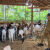 Inspektorat Sulbar Lakukan Monitoring Penyaluran Bantuan Kambing di Polman
