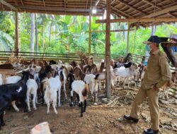 Inspektorat Sulbar Lakukan Monitoring Penyaluran Bantuan Kambing di Polman