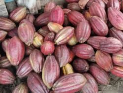 Diyakini Mampu Sejahterakan Petani, Bupati Mamasa Tetapkan 7 Kecamatan sebagai Sentra Pengembangan Kakao