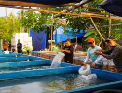 DKP Sulbar Salurkan Ribuan Bibit Ikan Nila, Dukung Ekonomi dan Perangi Stunting