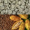 Uji Mutu Biji Kopi dan Kakao Sulbar, Strategi Pemprov Tingkatkan Daya Saing