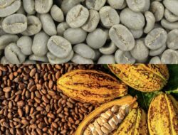 Uji Mutu Biji Kopi dan Kakao Sulbar, Strategi Pemprov Tingkatkan Daya Saing