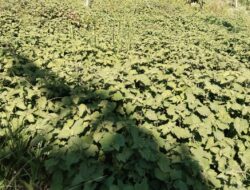 Dinas Koperindag Sulbar Targetkan Pengujian Minyak Nilam dan Sawit