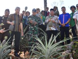 Panen Raya Nenas & Edukasi Keuangan: Kolaborasi Pemkab Mamasa dan OJK di Desa Mesakada