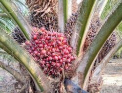 Harga TBS Sawit Sulbar Periode September 2025 Naik Jadi Rp3.192 per Kg
