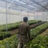 Dukung Peremajaan Kakao dan Ketersediaan Benih di Sulbar, Disbun Identifikasi Kebun Masyarakat di Tiga Kabupaten