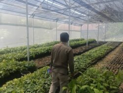 Dukung Peremajaan Kakao dan Ketersediaan Benih di Sulbar, Disbun Identifikasi Kebun Masyarakat di Tiga Kabupaten