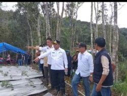 Dorong Inovasi Pertanian di Desa, Bupati Mamasa Tanam Pepaya California di Salubulo