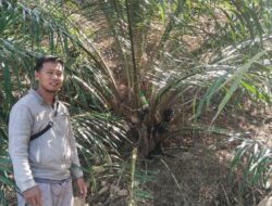 Tingkatkan Perekonomian Warga, Kades Burana Dorong Pengembangan Kelapa Sawit dan Kakao