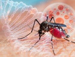 Wabah DBD Melanda Desa Kinatang Kabupaten Mamuju, Satu Warga Meninggal Dunia