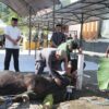 Polda Sulbar Wujudkan Nilai Pengorbanan Lewat Penyembelihan dan Pembagian Hewan Qurban