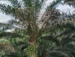 Harga Sawit Sulbar Ditetapkan Berdasarkan Rendemen CPO, Berikut Harga TBS Kelapa Sawit Periode Mei 2026!