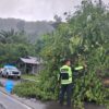 Pohon Tumbang Tutup Jalur Mamuju-Kalukku, Personel PJR Sigap Lakukan Evakuasi