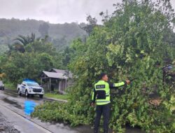 Pohon Tumbang Tutup Jalur Mamuju-Kalukku, Personel PJR Sigap Lakukan Evakuasi