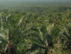Sawit Jadi Harapan Baru Warga Burana, Kades Targetkan Desa Jadi Pusat Produksi Terbesar di Mamasa