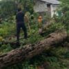 TRC BPBD Mamuju Tengah Tebang Pohon Rawan Tumbang di Desa Barakkang