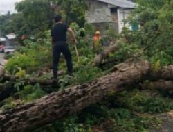 TRC BPBD Mamuju Tengah Tebang Pohon Rawan Tumbang di Desa Barakkang