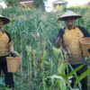 Polda Sulbar Optimistis Capai Target Ketahanan Pangan Usai Panen Raya Jagung