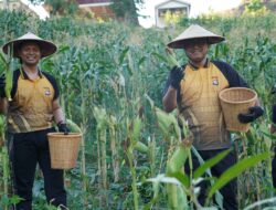 Polda Sulbar Optimistis Capai Target Ketahanan Pangan Usai Panen Raya Jagung