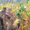 Panen Jagung Bersama Kelompok Tani, Bhabinkamtibmas Banggae Beri Motivasi Petani