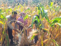 Panen Jagung Bersama Kelompok Tani, Bhabinkamtibmas Banggae Beri Motivasi Petani
