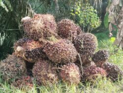 Harga TBS Sawit Tembus Rp3.276/Kg, Pemprov Sulbar Tetapkan Tarif Baru Periode Juli 2026