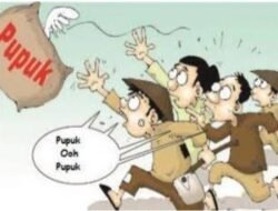 Pupuk Gratis Jadi Sulit Diambil, Petani Saluahok Mengeluh : Kami Dipersulit!
